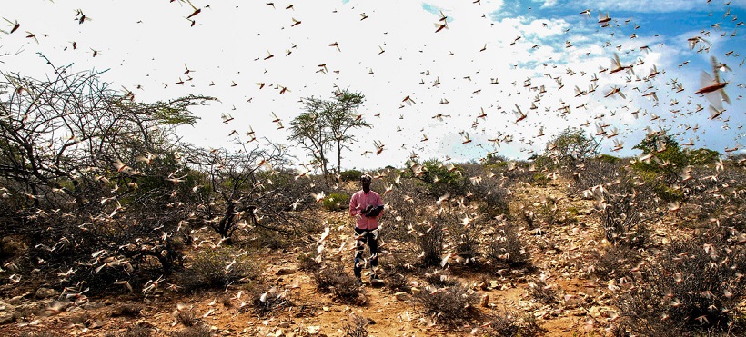 Desert Locust assault threatens millions across Horn of Africa